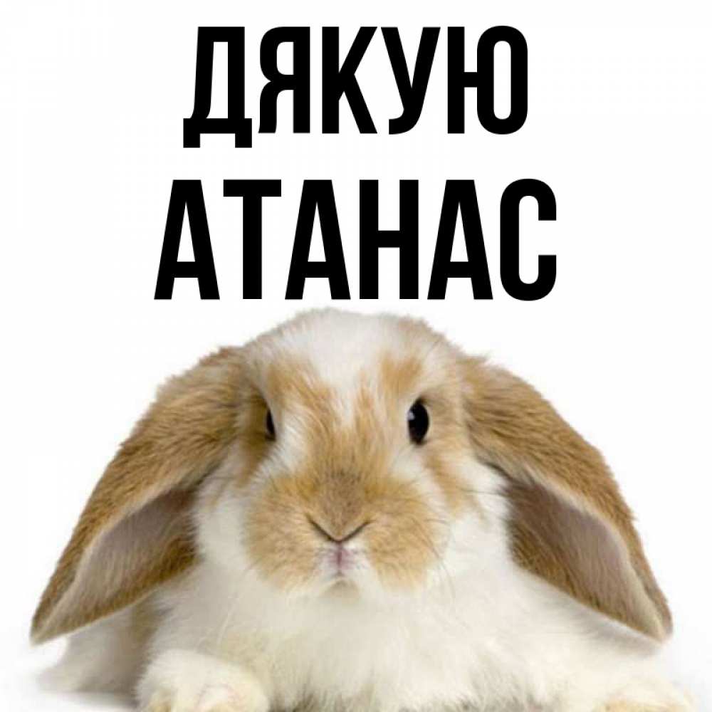 Открытка на каждый день з підписом, Атанас Дякую коричнево белый заяц Прикольна листівка з побажанням онлайн скачати безкоштовно 