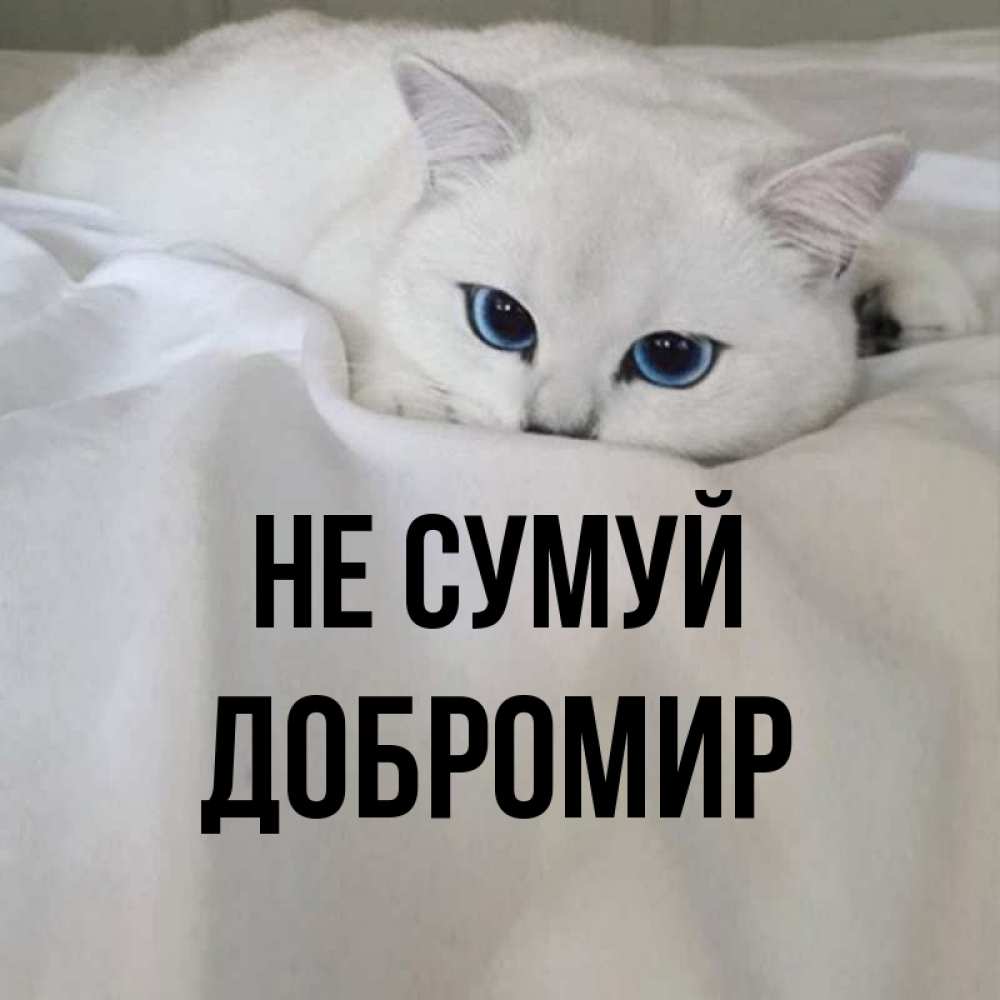 Открытка на каждый день з підписом, Добромир Не сумуй Голубоглазая кошка Прикольна листівка з побажанням онлайн скачати безкоштовно 