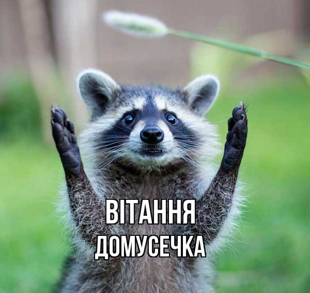 Открытка на каждый день з підписом, Домусечка Вітання животные Прикольна листівка з побажанням онлайн скачати безкоштовно 