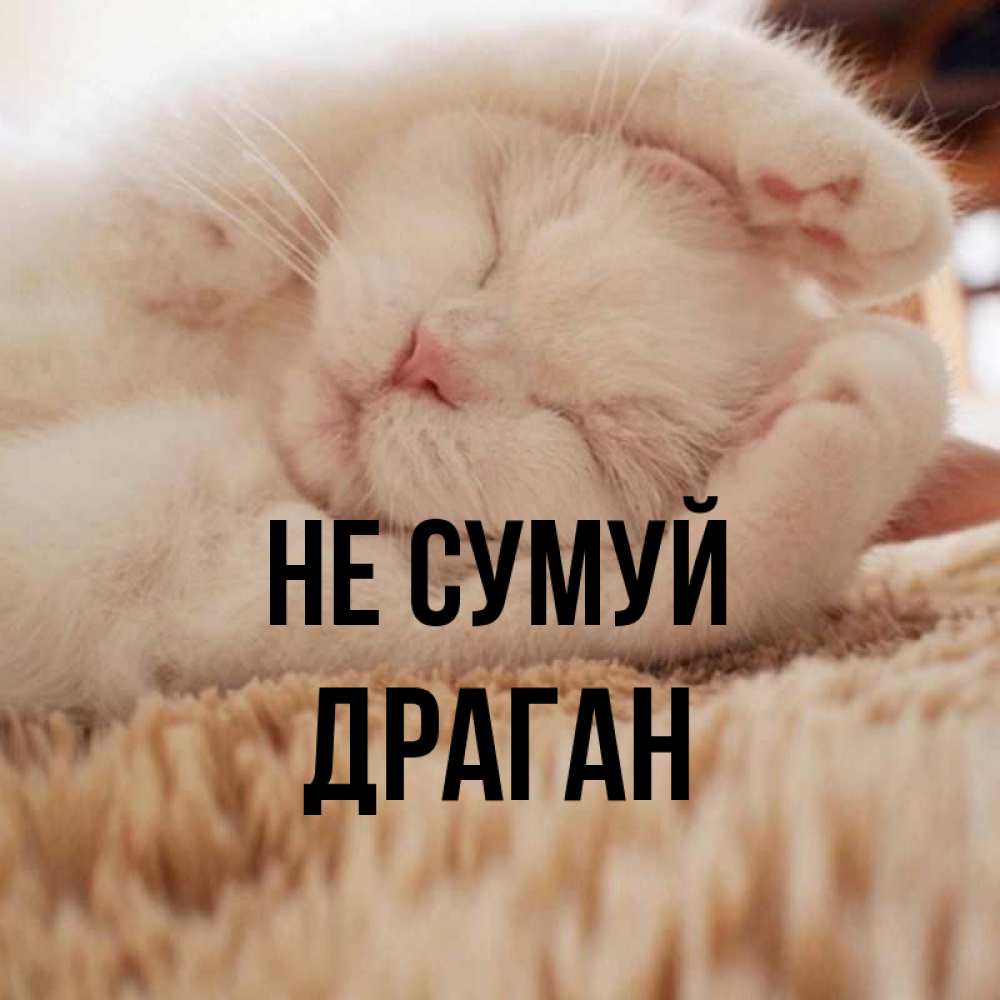 Открытка на каждый день з підписом, Драган Не сумуй Котенок спит Прикольна листівка з побажанням онлайн скачати безкоштовно 