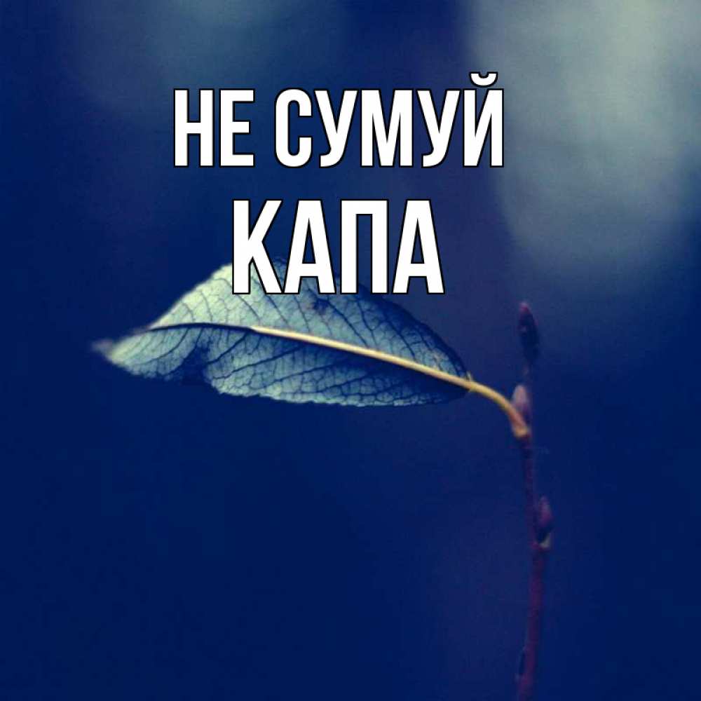 Открытка на каждый день з підписом, Капа Не сумуй растение Прикольна листівка з побажанням онлайн скачати безкоштовно 