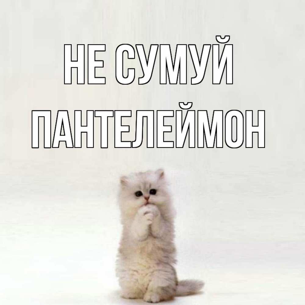 Открытка на каждый день з підписом, Пантелеймон Не сумуй грустный кот Прикольна листівка з побажанням онлайн скачати безкоштовно 