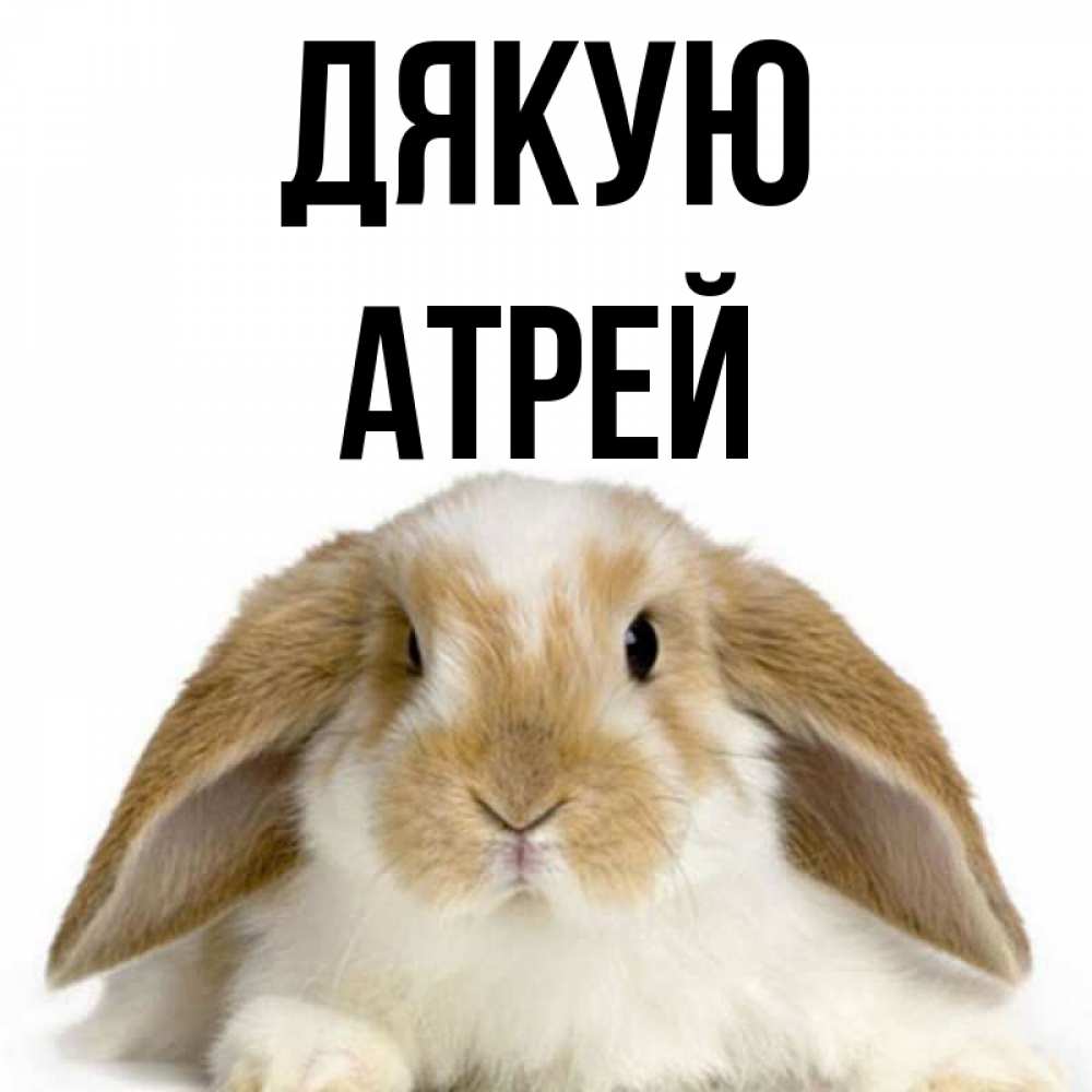 Открытка на каждый день з підписом, Атрей Дякую коричнево белый заяц Прикольна листівка з побажанням онлайн скачати безкоштовно 