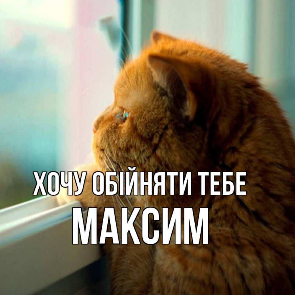 Открытка на каждый день з підписом, Максим Хочу обійняти тебе большой огромный рыжий котяра Прикольна листівка з побажанням онлайн скачати безкоштовно 