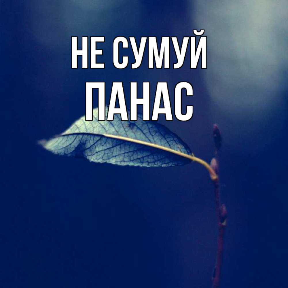 Открытка на каждый день з підписом, Панас Не сумуй растение Прикольна листівка з побажанням онлайн скачати безкоштовно 
