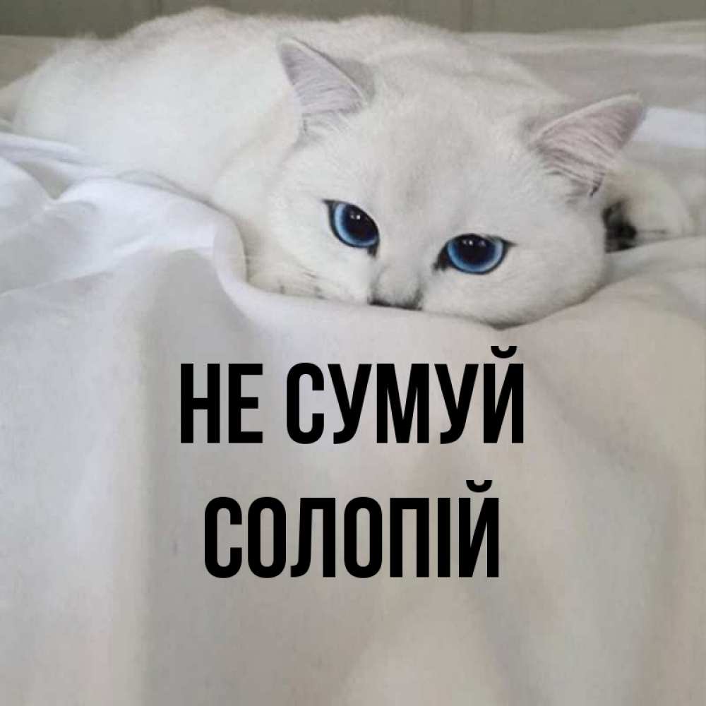 Открытка на каждый день з підписом, Солопій Не сумуй Голубоглазая кошка Прикольна листівка з побажанням онлайн скачати безкоштовно 