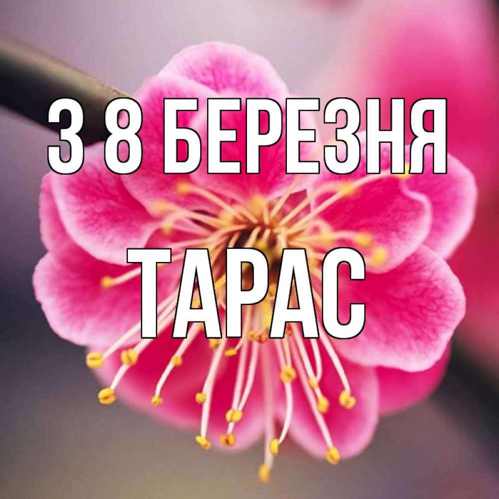 Открытка на каждый день з підписом, Тарас З 8 БЕРЕЗНЯ цветы Прикольна листівка з побажанням онлайн скачати безкоштовно 