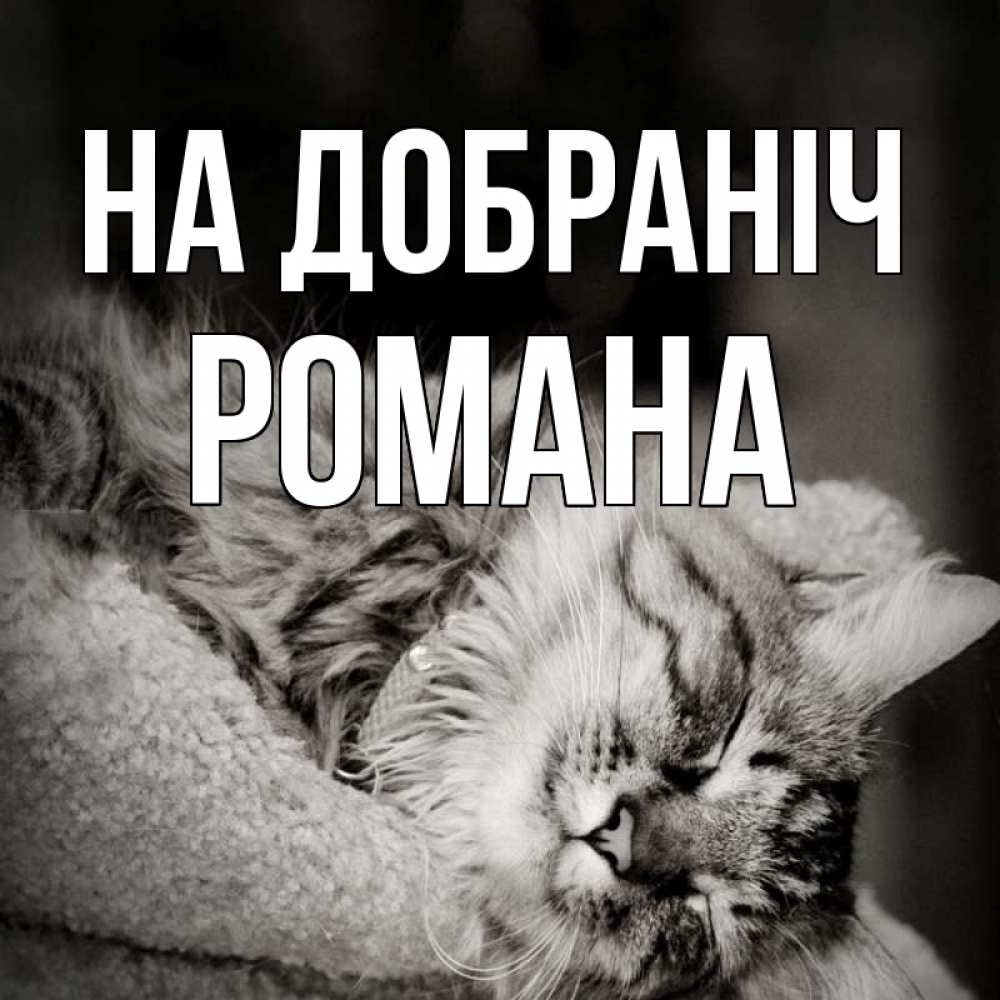 Открытка на каждый день з підписом, Романа На добраніч котярик пушистый Прикольна листівка з побажанням онлайн скачати безкоштовно 
