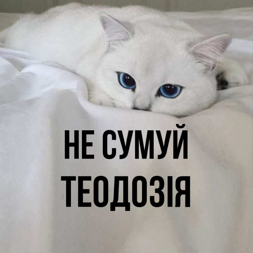 Открытка на каждый день з підписом, Теодозія Не сумуй Голубоглазая кошка Прикольна листівка з побажанням онлайн скачати безкоштовно 