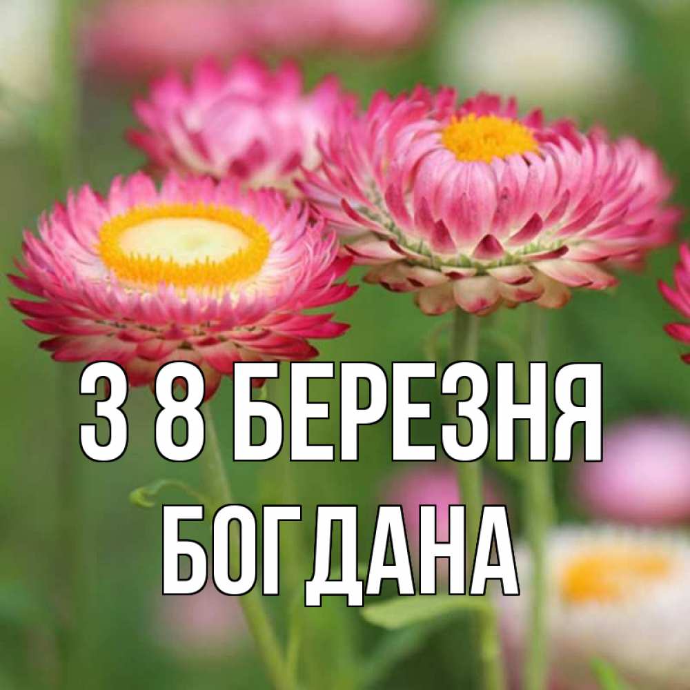 Открытка на каждый день з підписом, Богдана З 8 БЕРЕЗНЯ подарок на международный женский день Прикольна листівка з побажанням онлайн скачати безкоштовно 