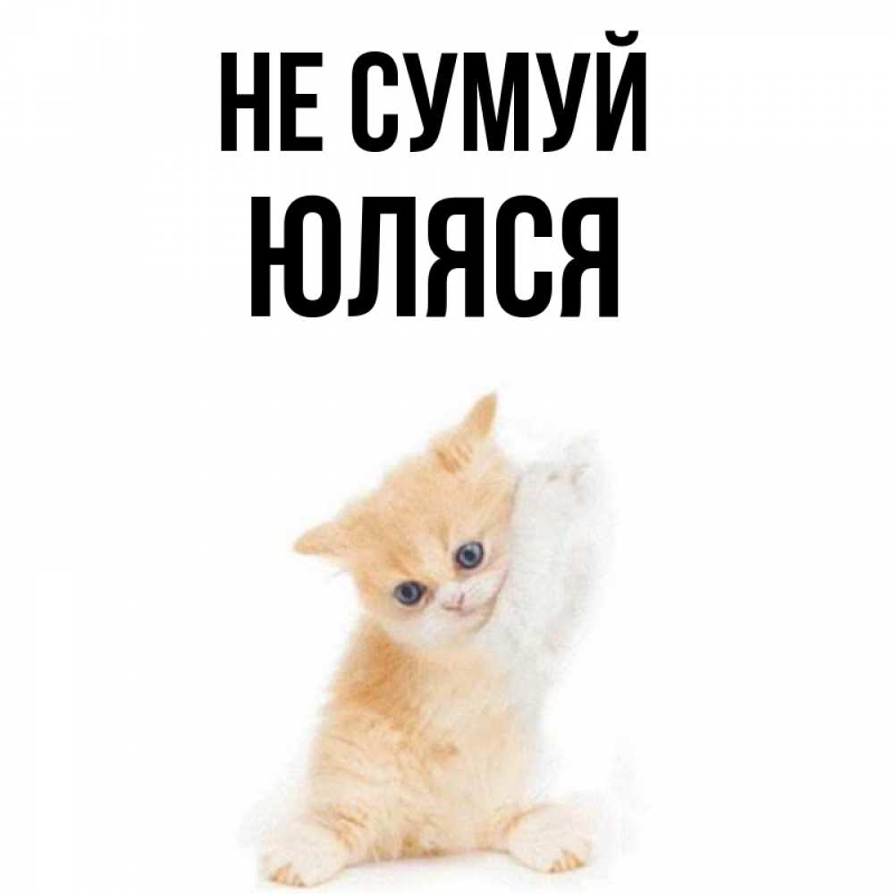 Открытка на каждый день з підписом, Юляся Не сумуй просящий кот Прикольна листівка з побажанням онлайн скачати безкоштовно 