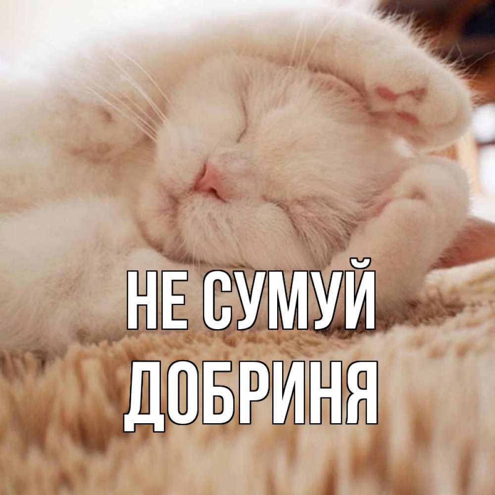 Открытка на каждый день з підписом, Добриня Не сумуй белый кот Прикольна листівка з побажанням онлайн скачати безкоштовно 