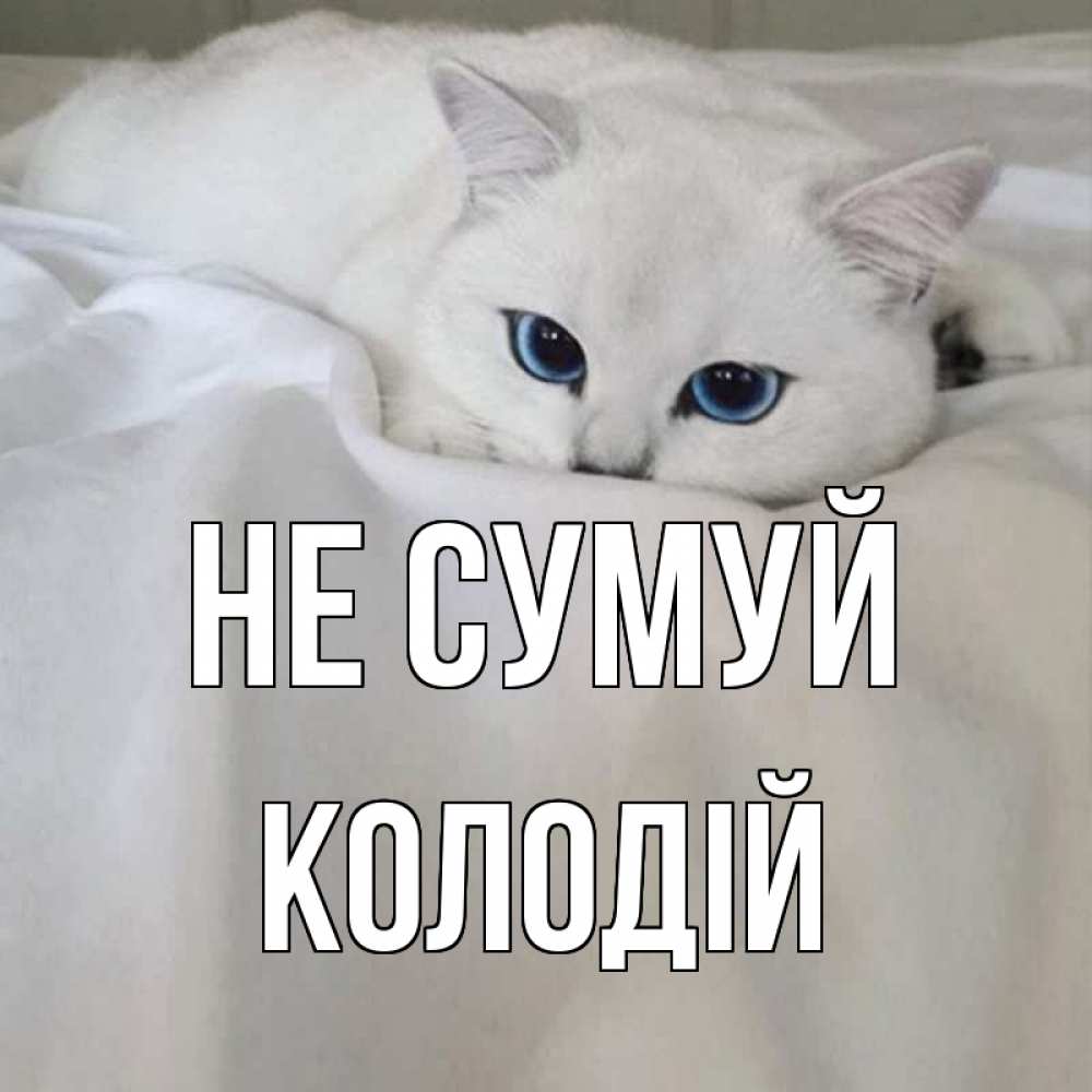 Открытка на каждый день з підписом, Колодій Не сумуй белый кот с голубыми глазами на белоснежной кровати Прикольна листівка з побажанням онлайн скачати безкоштовно 
