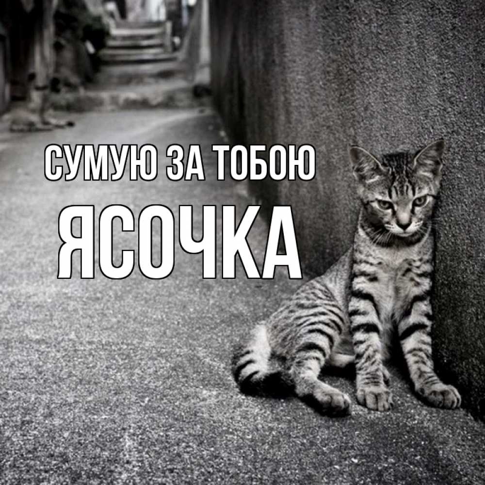 Открытка на каждый день з підписом, Ясочка Сумую за тобою одиноко котику Прикольна листівка з побажанням онлайн скачати безкоштовно 