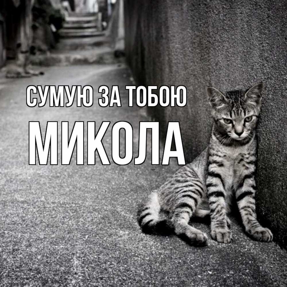 Открытка на каждый день з підписом, Микола Сумую за тобою одиноко котику Прикольна листівка з побажанням онлайн скачати безкоштовно 