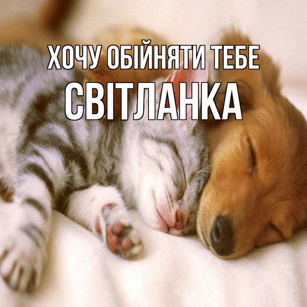 Открытка на каждый день з підписом, Світланка Хочу обійняти тебе пес и котенок Прикольна листівка з побажанням онлайн скачати безкоштовно 