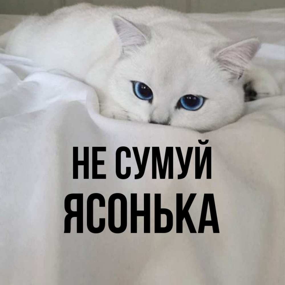 Открытка на каждый день з підписом, Ясонька Не сумуй Голубоглазая кошка Прикольна листівка з побажанням онлайн скачати безкоштовно 