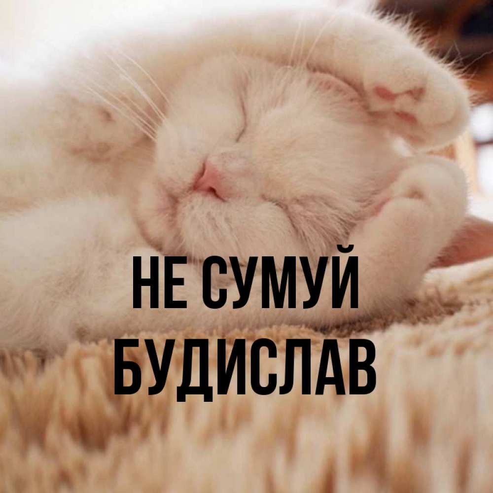 Открытка на каждый день з підписом, Будислав Не сумуй Котенок спит Прикольна листівка з побажанням онлайн скачати безкоштовно 