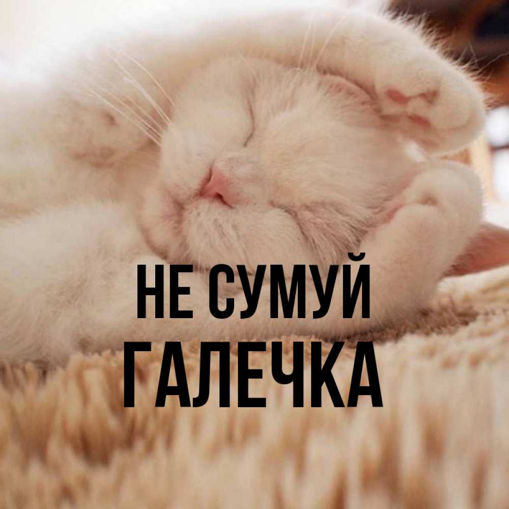 Открытка на каждый день з підписом, Галечка Не сумуй Котенок спит Прикольна листівка з побажанням онлайн скачати безкоштовно 