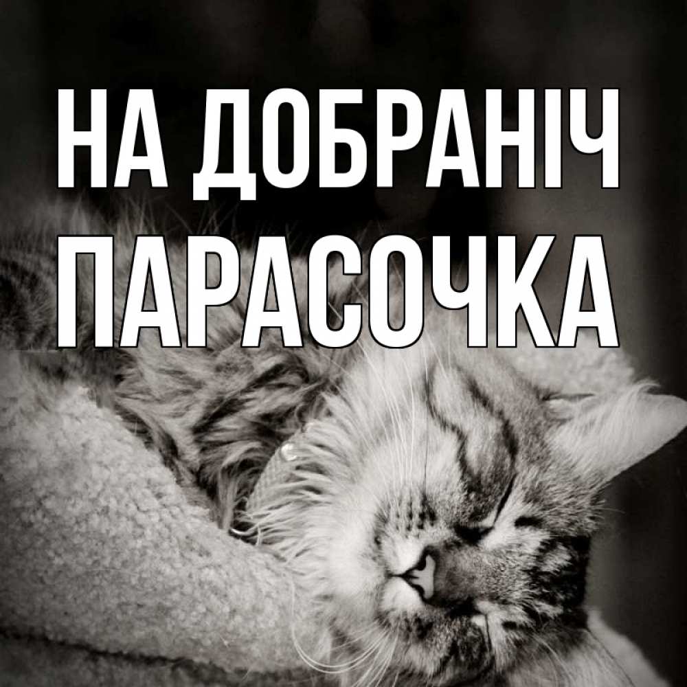 Открытка на каждый день з підписом, Парасочка На добраніч котярик пушистый Прикольна листівка з побажанням онлайн скачати безкоштовно 