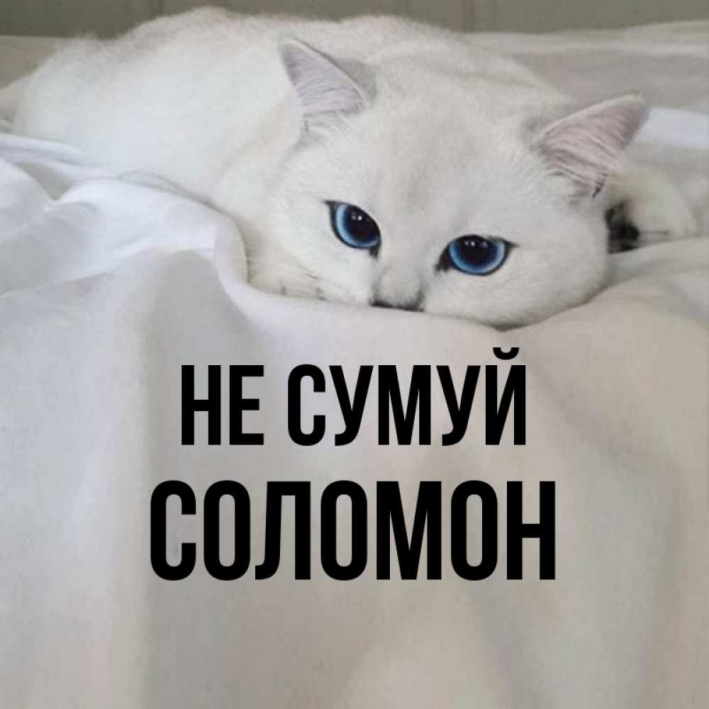 Открытка на каждый день з підписом, Соломон Не сумуй Голубоглазая кошка Прикольна листівка з побажанням онлайн скачати безкоштовно 