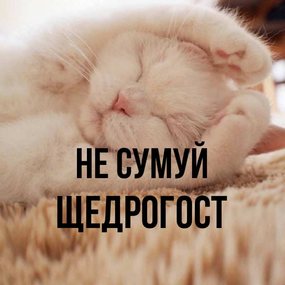 Открытка на каждый день з підписом, Щедрогост Не сумуй Котенок спит Прикольна листівка з побажанням онлайн скачати безкоштовно 