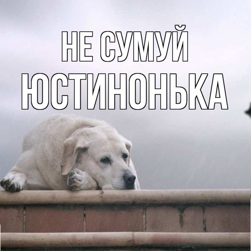 Открытка на каждый день з підписом, Юстинонька Не сумуй белый пес 1 Прикольна листівка з побажанням онлайн скачати безкоштовно 