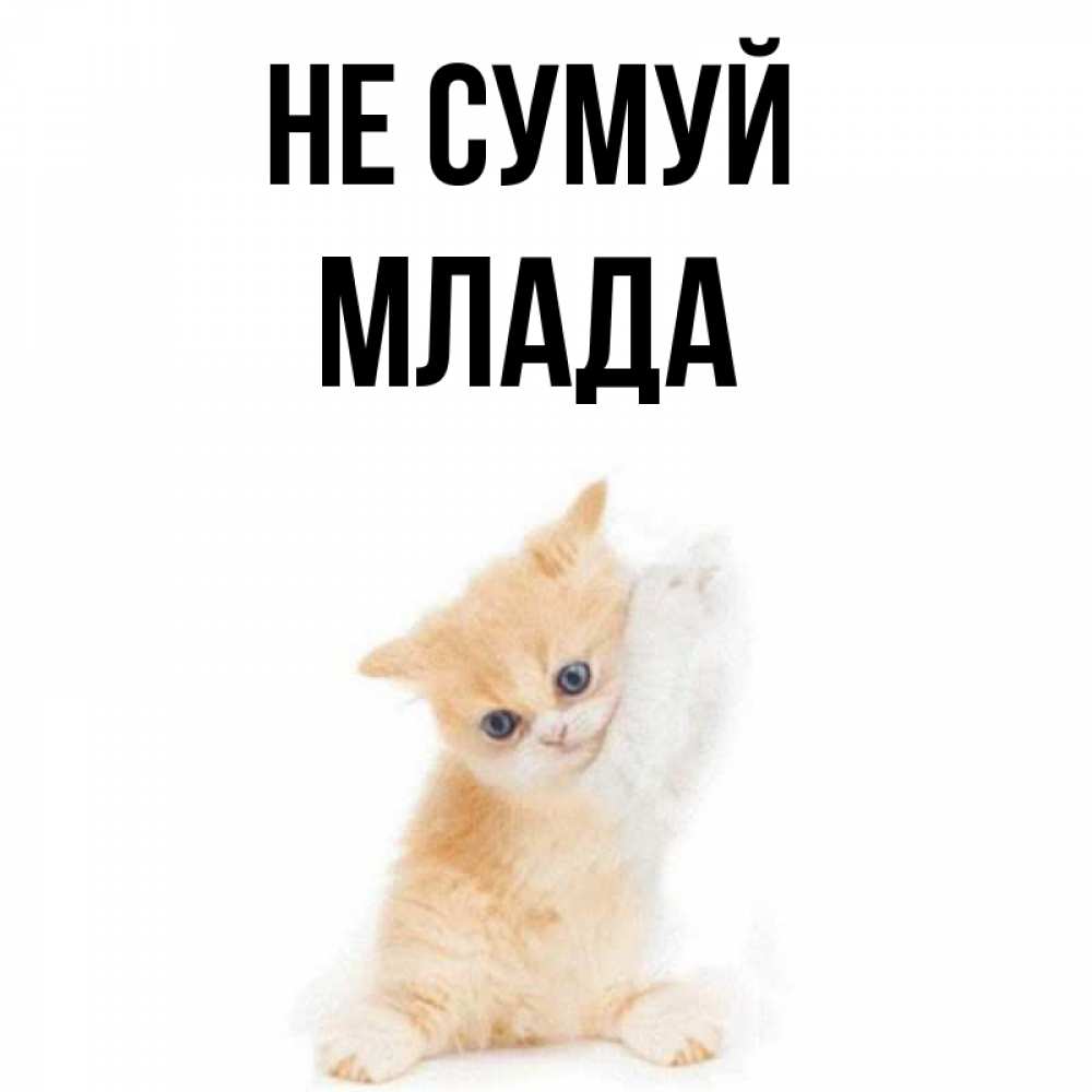 Открытка на каждый день з підписом, Млада Не сумуй просящий кот Прикольна листівка з побажанням онлайн скачати безкоштовно 