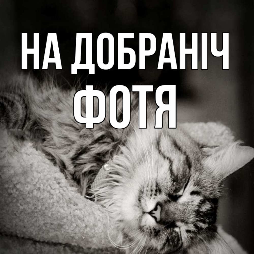 Открытка на каждый день з підписом, Фотя На добраніч котярик пушистый Прикольна листівка з побажанням онлайн скачати безкоштовно 
