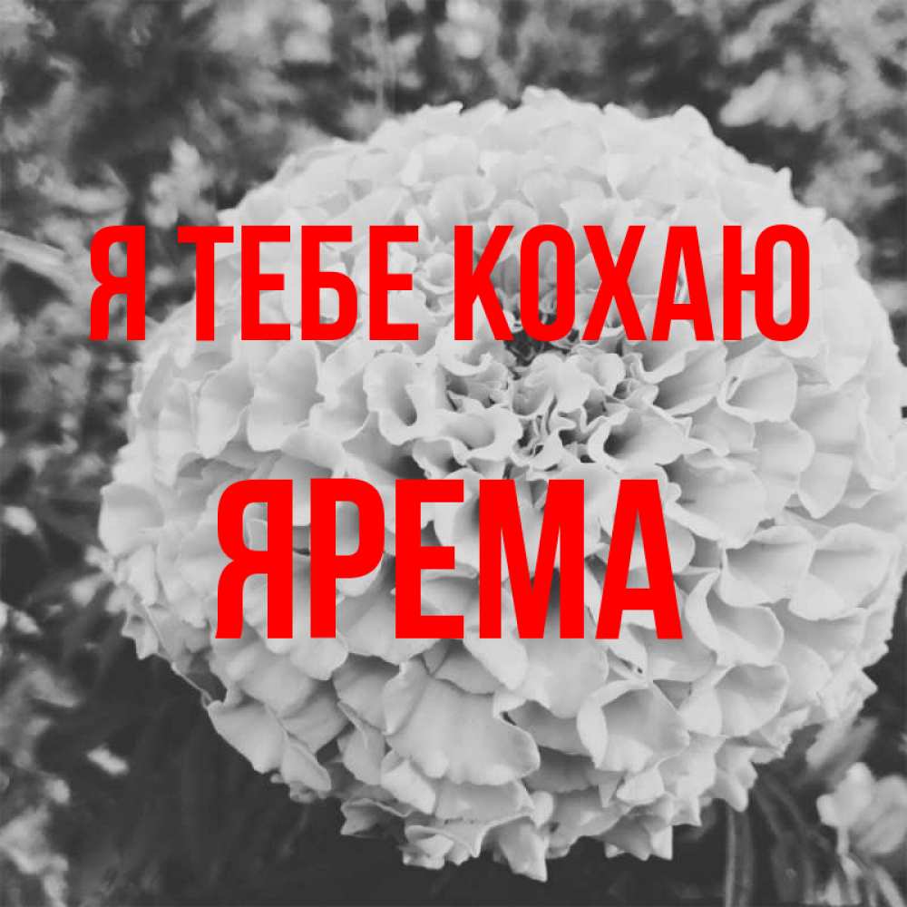 Открытка на каждый день з підписом, Ярема Я тебе кохаю подпись Прикольна листівка з побажанням онлайн скачати безкоштовно 