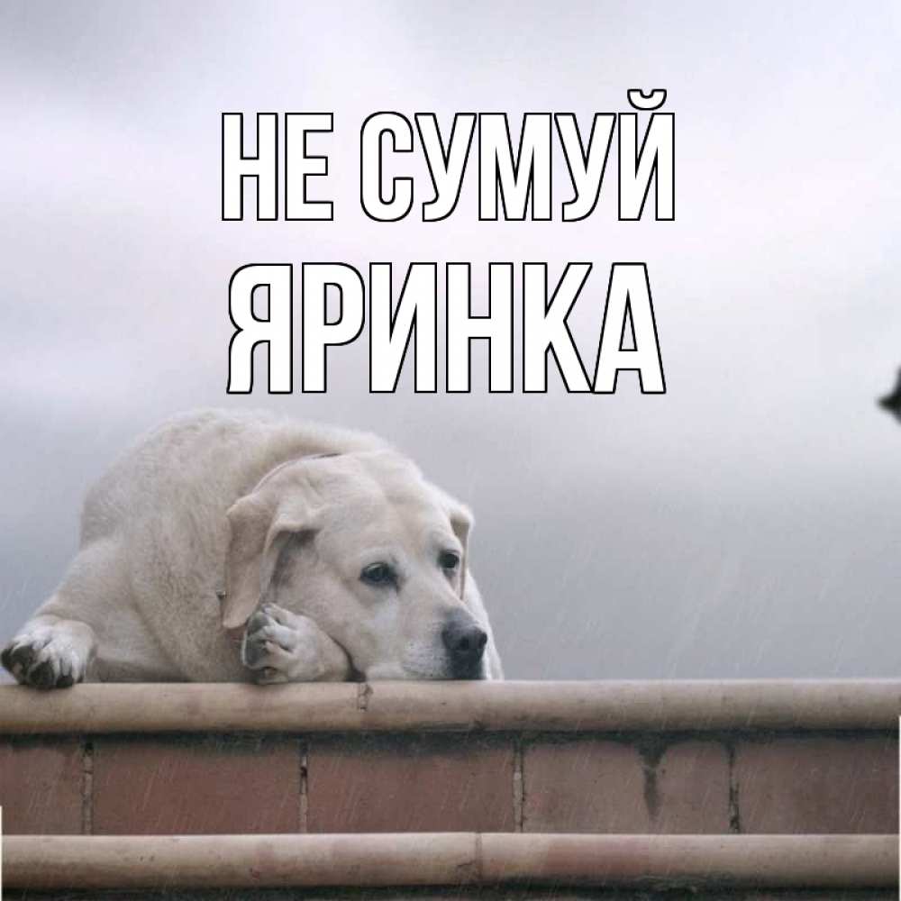 Открытка на каждый день з підписом, Яринка Не сумуй белый пес 1 Прикольна листівка з побажанням онлайн скачати безкоштовно 