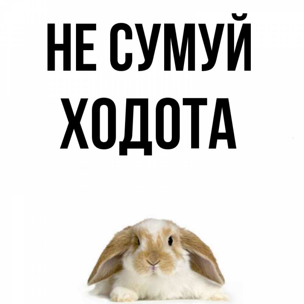 Открытка на каждый день з підписом, Ходота Не сумуй коричнево белый заяц с большими ушками Прикольна листівка з побажанням онлайн скачати безкоштовно 