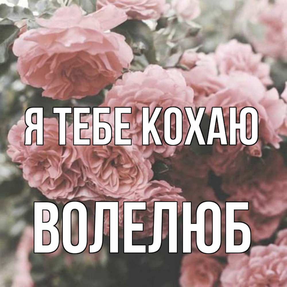 Открытка на каждый день з підписом, Волелюб Я тебе кохаю розы 3 Прикольна листівка з побажанням онлайн скачати безкоштовно 