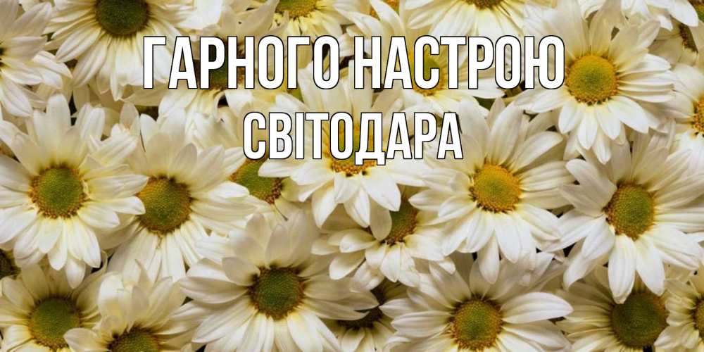 Открытка на каждый день з підписом, Світодара Гарного настрою крупные ромашки Прикольна листівка з побажанням онлайн скачати безкоштовно 