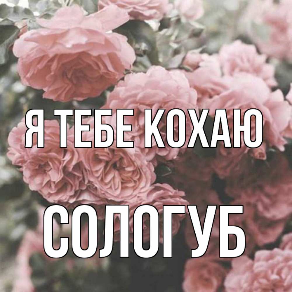 Открытка на каждый день з підписом, Сологуб Я тебе кохаю розы 3 Прикольна листівка з побажанням онлайн скачати безкоштовно 