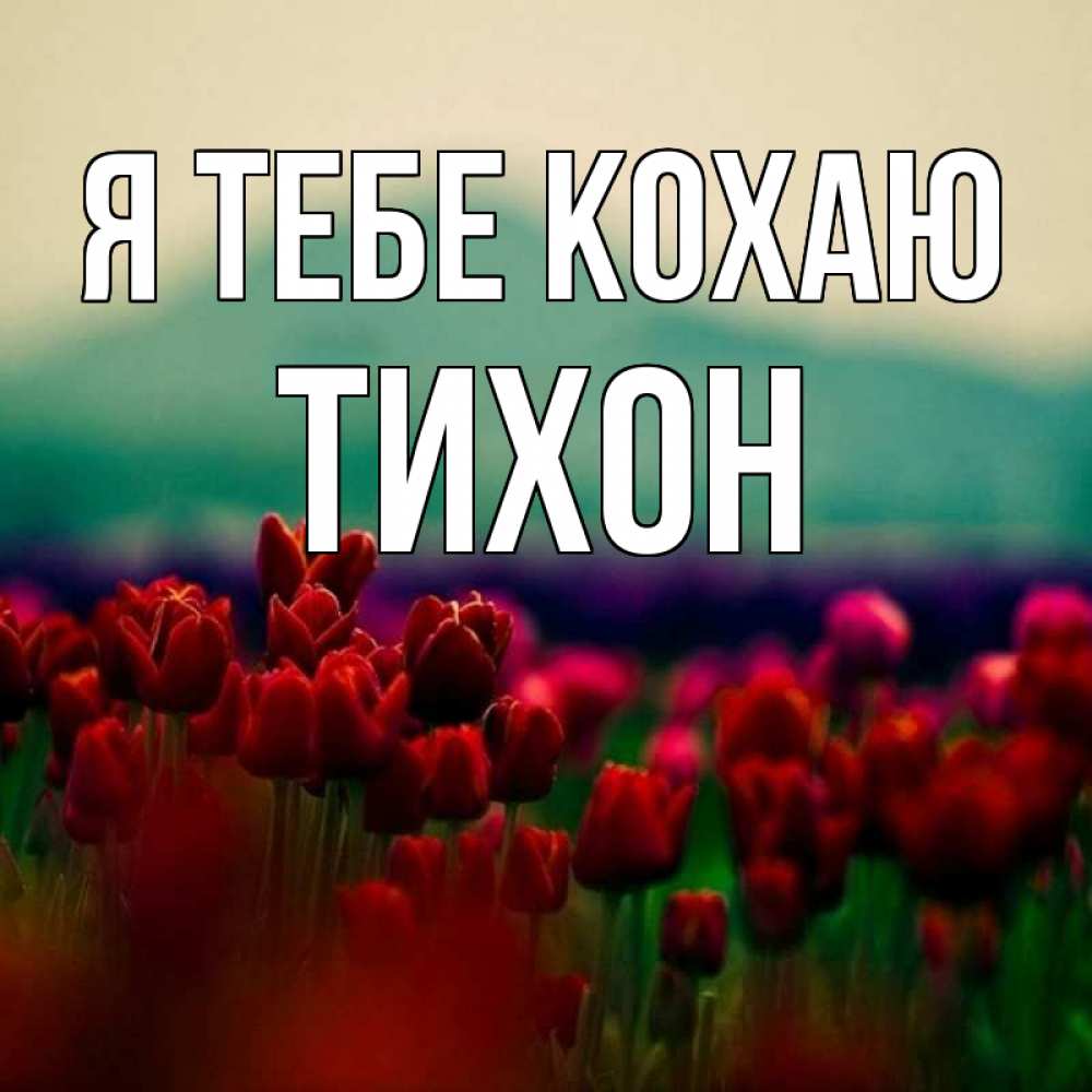 Открытка на каждый день з підписом, Тихон Я тебе кохаю тюльпаны 4 Прикольна листівка з побажанням онлайн скачати безкоштовно 