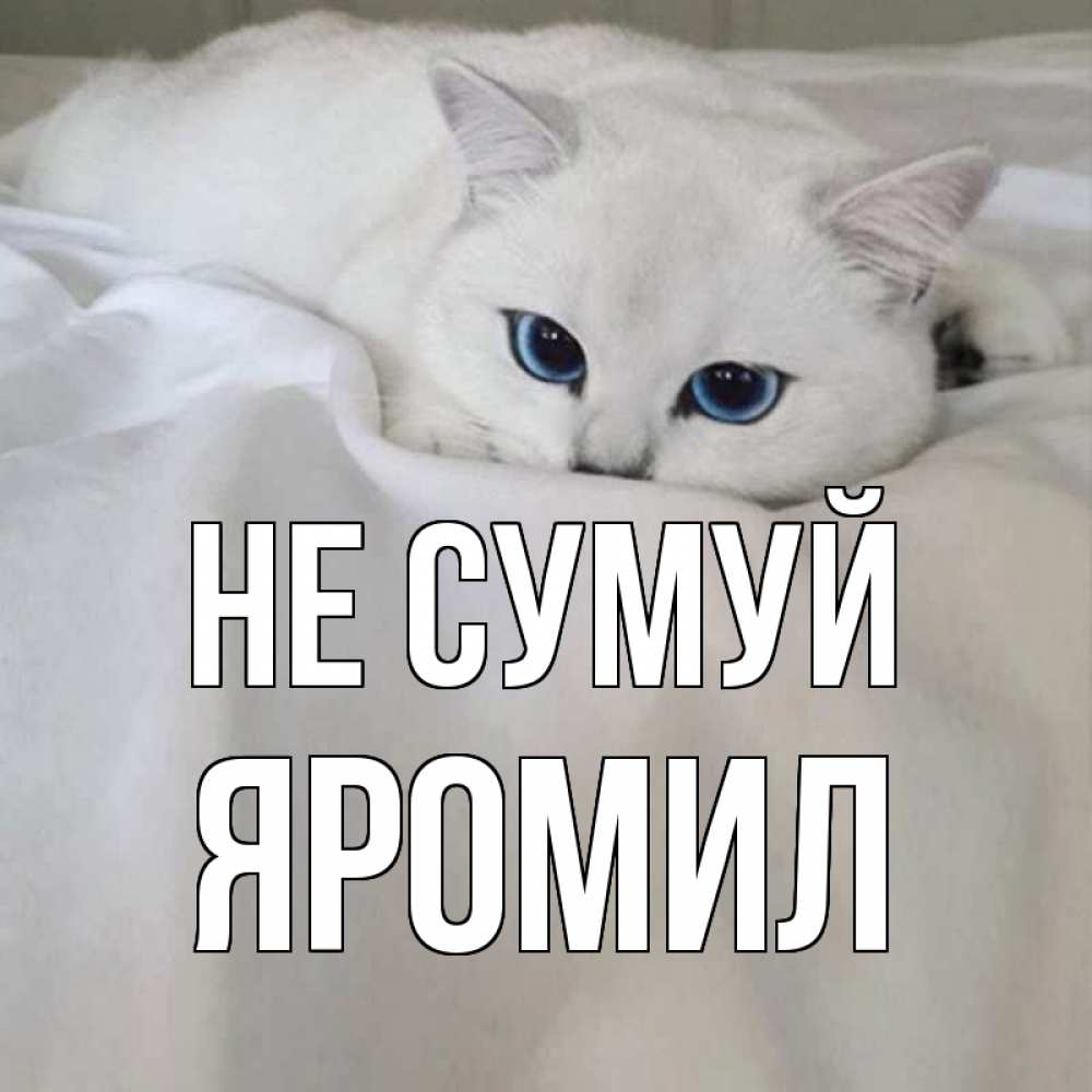 Открытка на каждый день з підписом, Яромил Не сумуй белый кот с голубыми глазами на белоснежной кровати Прикольна листівка з побажанням онлайн скачати безкоштовно 