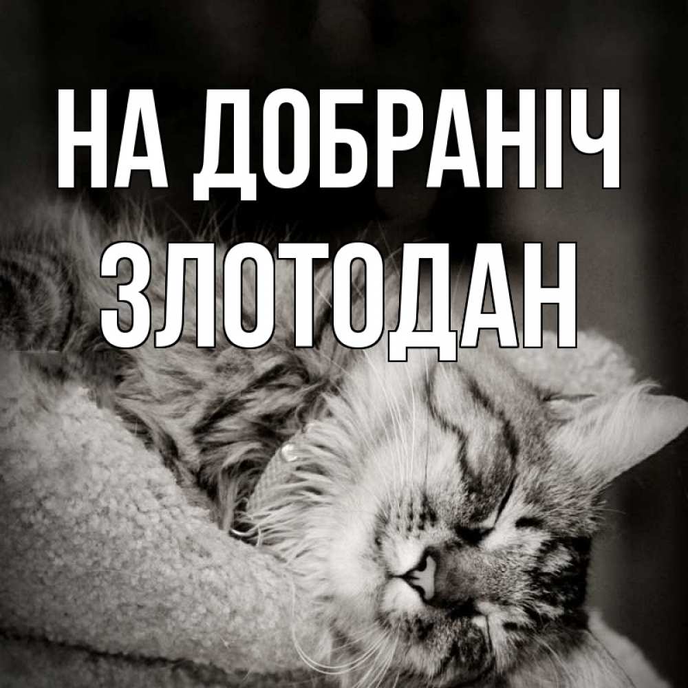 Открытка на каждый день з підписом, Злотодан На добраніч котярик пушистый Прикольна листівка з побажанням онлайн скачати безкоштовно 