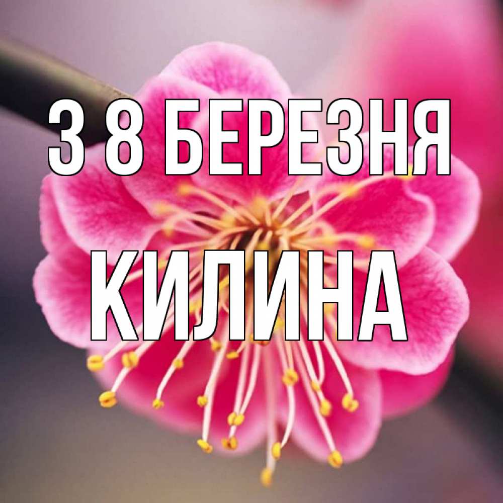 Открытка на каждый день з підписом, Килина З 8 БЕРЕЗНЯ цветы Прикольна листівка з побажанням онлайн скачати безкоштовно 