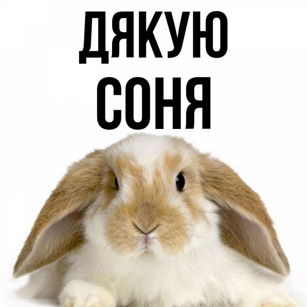 Открытка на каждый день з підписом, Соня Дякую коричнево белый заяц Прикольна листівка з побажанням онлайн скачати безкоштовно 