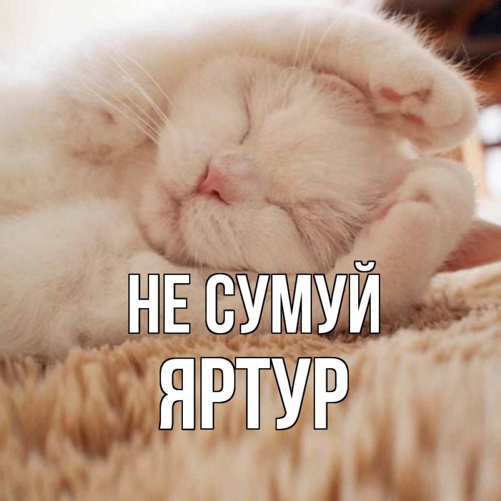 Открытка на каждый день з підписом, Яртур Не сумуй белый кот Прикольна листівка з побажанням онлайн скачати безкоштовно 