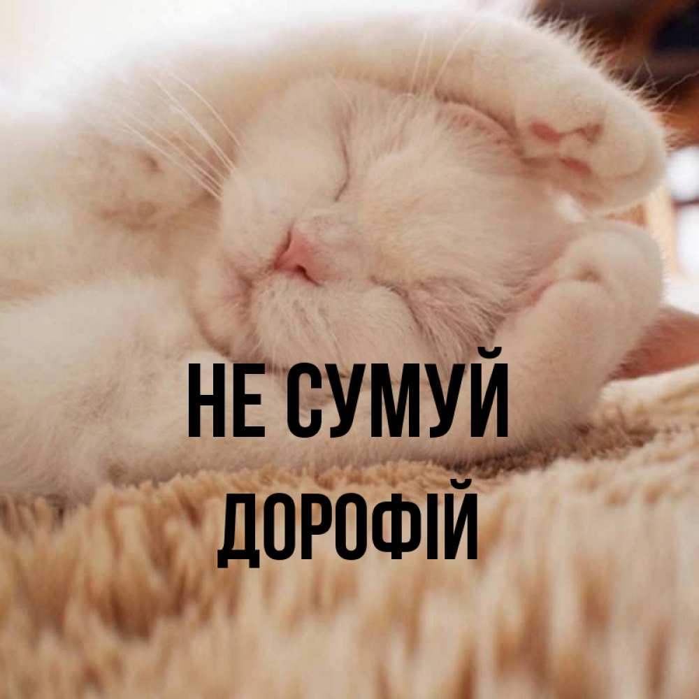 Открытка на каждый день з підписом, Дорофій Не сумуй Котенок спит Прикольна листівка з побажанням онлайн скачати безкоштовно 