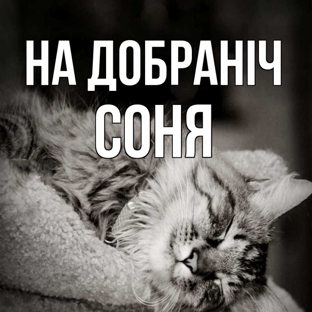 Открытка на каждый день з підписом, Соня На добраніч котярик пушистый Прикольна листівка з побажанням онлайн скачати безкоштовно 