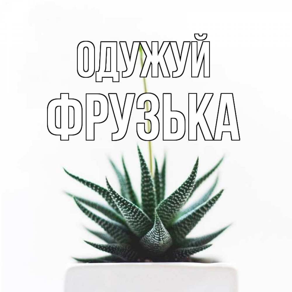 Открытка на каждый день з підписом, Фрузька Одужуй короче это непонятная колючка Прикольна листівка з побажанням онлайн скачати безкоштовно 