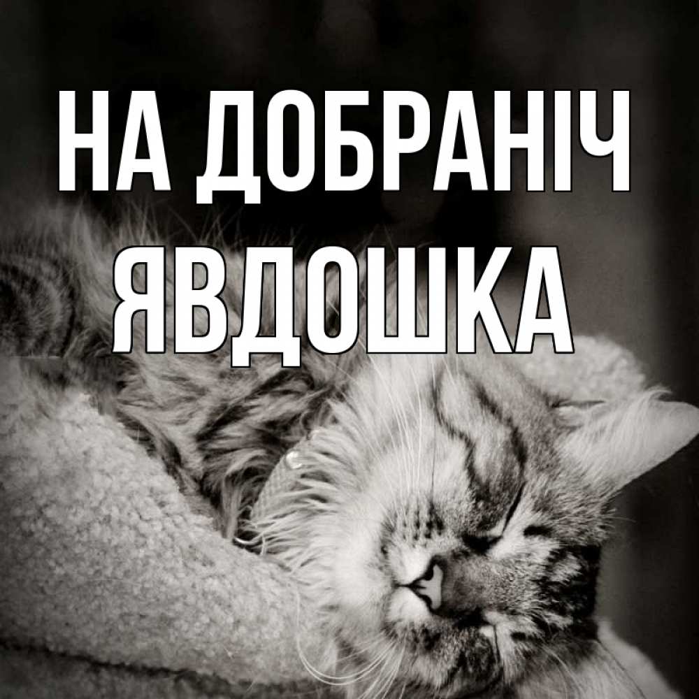 Открытка на каждый день з підписом, Явдошка На добраніч котярик пушистый Прикольна листівка з побажанням онлайн скачати безкоштовно 