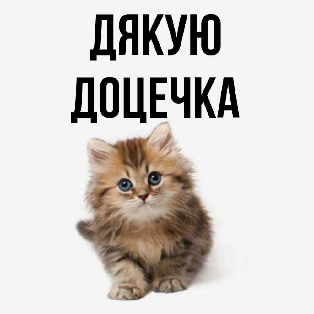 Открытка на каждый день з підписом, Доцечка Дякую пушистый котик Прикольна листівка з побажанням онлайн скачати безкоштовно 