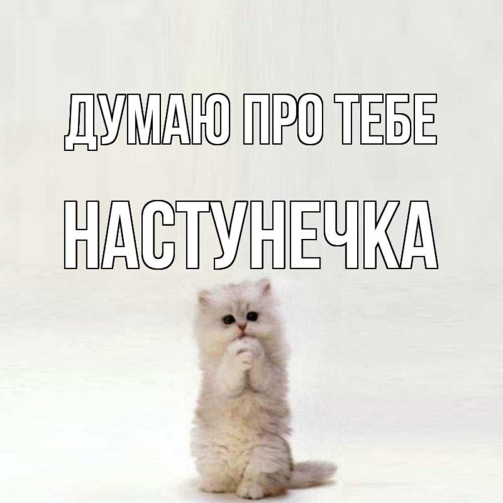 Открытка на каждый день з підписом, Настунечка Думаю про тебе кот стоит на задних лапах Прикольна листівка з побажанням онлайн скачати безкоштовно 