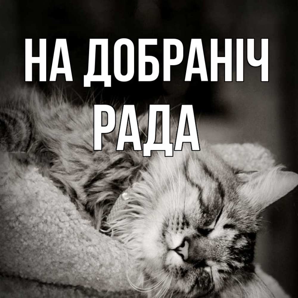 Открытка на каждый день з підписом, Рада На добраніч котярик пушистый Прикольна листівка з побажанням онлайн скачати безкоштовно 