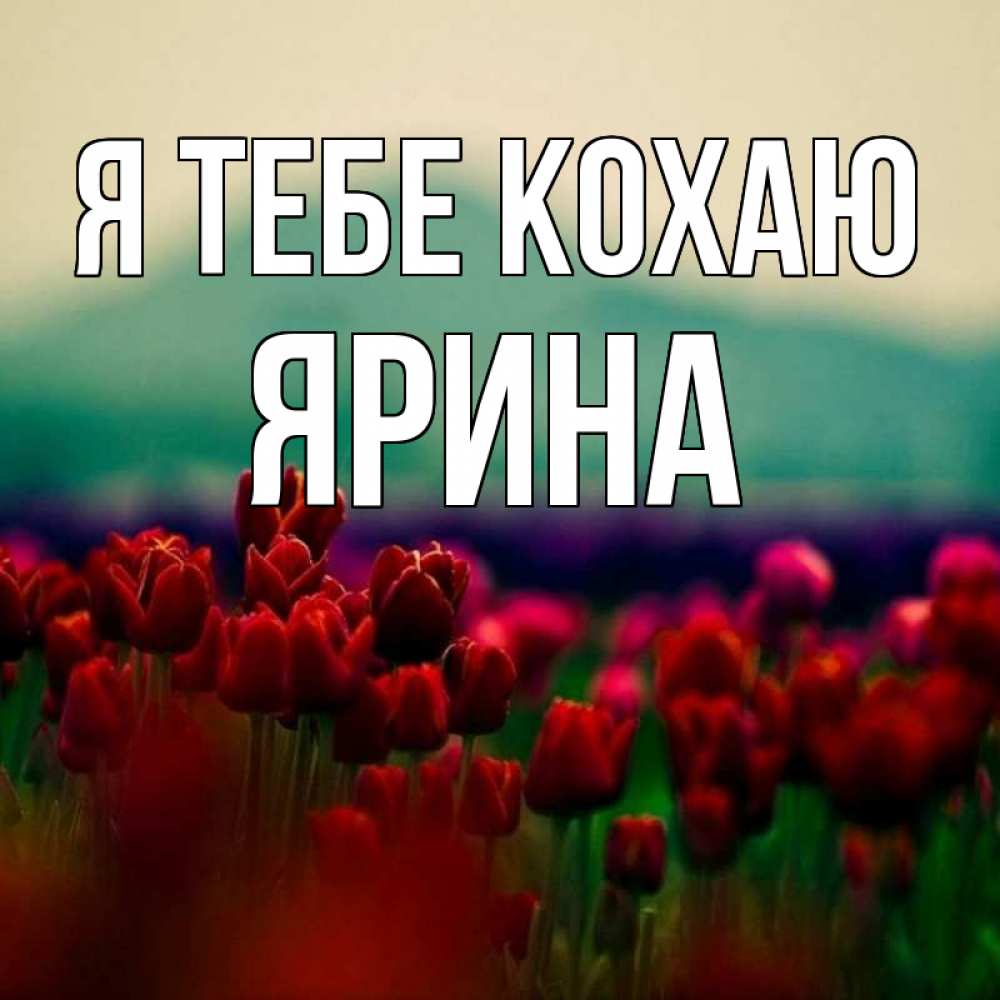Открытка на каждый день з підписом, Ярина Я тебе кохаю тюльпаны 4 Прикольна листівка з побажанням онлайн скачати безкоштовно 