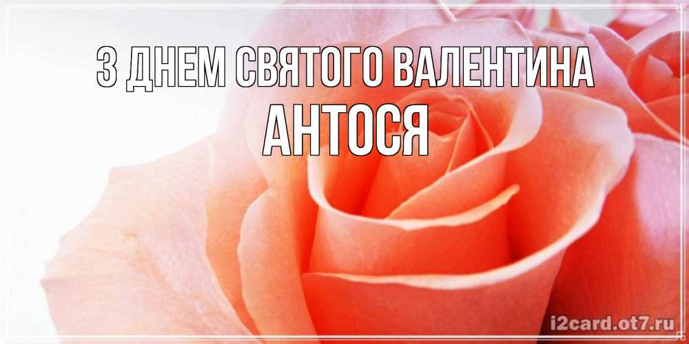 Открытка на каждый день з підписом, Антося З Днем Святого Валентина открытка на день Святого Валентина с розовой розой Прикольна листівка з побажанням онлайн скачати безкоштовно 